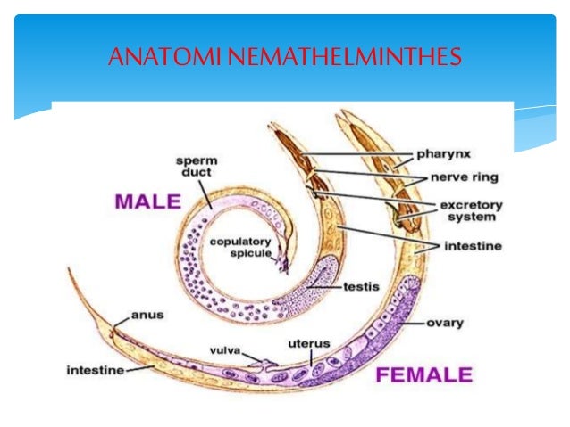 Nemathelmintes power point