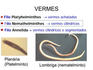 VERMES
Filo Platyhelminthes → vermes achatados
Filo Nemathelminthes → vermes cilíndricos
Filo Annelida→ vermes cilíndricos e segmentados




Planária
(Platelminto)       Lombriga (nematelminto)
 