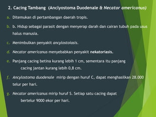 2. Cacing Tambang (Anclyostoma Duodenale & Necator americanus)
a. Ditemukan di pertambangan daerah tropis.
b. b. Hidup sebagai parasit dengan menyerap darah dan cairan tubuh pada usus
halus manusia.
c. Menimbulkan penyakit ancylostoiasis.
d. Necator americanus menyebabkan penyakit nekatoriasis.
e. Panjang cacing betina kurang lebih 1 cm, sementara itu panjang
cacing jantan kurang lebih 0,8 cm.
f. Ancylostoma duodenale mirip dengan huruf C, dapat menghasilkan 28.000
telur per hari.
g. Necator americanus mirip huruf S. Setiap satu cacing dapat
bertelur 9000 ekor per hari.
 