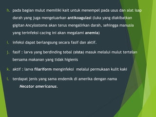 h. pada bagian mulut memiliki kait untuk menempel pada usus dan alat isap
darah yang juga mengeluarkan antikoagulasi (luka yang diakibatkan
gigitan Ancylostoma akan terus mengalirkan darah, sehingga manusia
yang terinfeksi cacing ini akan megalami anemia)
i. infeksi dapat berlangsung secara fasif dan aktif.
j. fasif : larva yang berdinding tebal (sista) masuk melalui mulut tertelan
bersama makanan yang tidak higienis
k. aktif : larva filariform menginfeksi melalui permukaan kulit kaki
l. terdapat jenis yang sama endemik di amerika dengan nama
Necator americanus.
 