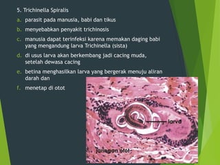 5. Trichinella Spiralis
a. parasit pada manusia, babi dan tikus
b. menyebabkan penyakit trichinosis
c. manusia dapat terinfeksi karena memakan daging babi
yang mengandung larva Trichinella (sista)
d. di usus larva akan berkembang jadi cacing muda,
setelah dewasa cacing
e. betina menghasilkan larva yang bergerak menuju aliran
darah dan
f. menetap di otot
 