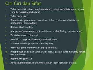 Ciri Ciri dan Sifat
1. Tidak memiliki sistem peredaran darah, tetapi memiliki cairan tubuuh
yang berfungsi seperti darah
2. Tidak bersegmen
3. Bernafas dengan seluruh permukaan tubuh (tidak memiliki sistem
pernapasan) secara difusi
4. Bentuk silindris(gilig)
5. Alat pencernaan sempurna (terdiri atas: mulut,faring,usus dan anus)
6. Tubuh bersimetri bilateral
7. Memiliki rongga tubuh semu(pseudoselomata)
8. Kulitnya dilindungi lapisan kutikula(lilin)
9. Beberapa jenis memiliki kait dibagian mulut
10. Hidup bebas di air dan tanah atau sebagai parasit pada manusia, hewan
dan tumbuhan.
11. Reproduksi generatif
12. Jenis kelamin terpisah umumnya jantan lebih kecil dari betina.
 