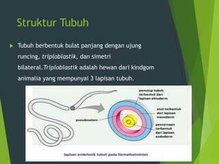 Struktur Tubuh
 Tubuh berbentuk bulat panjang dengan ujung
runcing, triploblastik, dan simetri
bilateral.Triploblastik adalah hewan dari kindgom
animalia yang mempunyai 3 lapisan tubuh.
 
