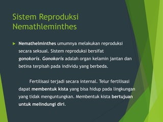 Sistem Reproduksi
Nemathleminthes
 Nemathelminthes umumnya melakukan reproduksi
secara seksual. Sistem reproduksi bersifat
gonokoris. Gonokoris adalah organ kelamin jantan dan
betina terpisah pada individu yang berbeda.
Fertilisasi terjadi secara internal. Telur fertilisasi
dapat membentuk kista yang bisa hidup pada lingkungan
yang tidak menguntungkan. Membentuk kista bertujuan
untuk melindungi diri.
 