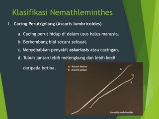 Klasifikasi Nemathleminthes
1. Cacing Perut/gelang (Ascaris lumbricoides)
a. Cacing perut hidup di dalam usus halus manusia.
b. Berkembang bial secara seksual.
c. Menyebabkan penyakit askariasis atau cacingan.
d. Tubuh jantan lebih melengkung dan lebih kecil
daripada betina.
 