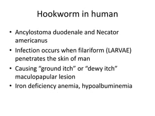 Hookworm in human
• Ancylostoma duodenale and Necator
americanus
• Infection occurs when filariform (LARVAE)
penetrates the skin of man
• Causing “ground itch” or “dewy itch”
maculopapular lesion
• Iron deficiency anemia, hypoalbuminemia
 