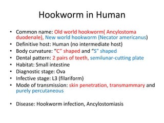 Hookworm in Human
• Common name: Old world hookworm( Ancylostoma
duodenale), New world hookworm (Necator americanus)
• Definitive host: Human (no intermediate host)
• Body curvature: “C” shaped and “S” shaped
• Dental pattern: 2 pairs of teeth, semilunar-cutting plate
• Habitat: Small intestine
• Diagnostic stage: Ova
• Infective stage: L3 (filariform)
• Mode of transmission: skin penetration, transmammary and
purely percutaneous
• Disease: Hookworm infection, Ancylostomiasis
 