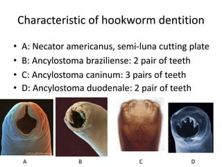 Characteristic of hookworm dentition
• A: Necator americanus, semi-luna cutting plate
• B: Ancylostoma braziliense: 2 pair of teeth
• C: Ancylostoma caninum: 3 pairs of teeth
• D: Ancylostoma duodenale: 2 pair of teeth
A B C D
 