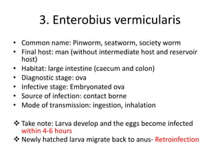 3. Enterobius vermicularis
• Common name: Pinworm, seatworm, society worm
• Final host: man (without intermediate host and reservoir
host)
• Habitat: large intestine (caecum and colon)
• Diagnostic stage: ova
• Infective stage: Embryonated ova
• Source of infection: contact borne
• Mode of transmission: ingestion, inhalation
 Take note: Larva develop and the eggs become infected
within 4-6 hours
 Newly hatched larva migrate back to anus- Retroinfection
 