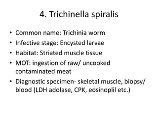 4. Trichinella spiralis
• Common name: Trichinia worm
• Infective stage: Encysted larvae
• Habitat: Striated muscle tissue
• MOT: ingestion of raw/ uncooked
contaminated meat
• Diagnostic specimen- skeletal muscle, biopsy/
blood (LDH adolase, CPK, eosinoplil etc.)
 