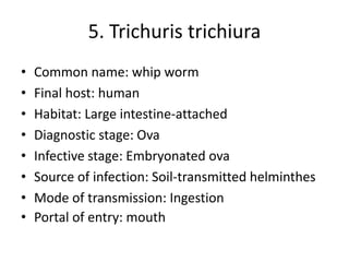 5. Trichuris trichiura
• Common name: whip worm
• Final host: human
• Habitat: Large intestine-attached
• Diagnostic stage: Ova
• Infective stage: Embryonated ova
• Source of infection: Soil-transmitted helminthes
• Mode of transmission: Ingestion
• Portal of entry: mouth
 