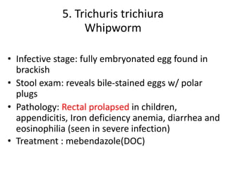 5. Trichuris trichiura
Whipworm
• Infective stage: fully embryonated egg found in
brackish
• Stool exam: reveals bile-stained eggs w/ polar
plugs
• Pathology: Rectal prolapsed in children,
appendicitis, Iron deficiency anemia, diarrhea and
eosinophilia (seen in severe infection)
• Treatment : mebendazole(DOC)
 