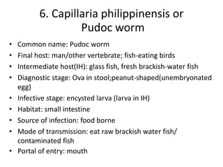 • Common name: Pudoc worm
• Final host: man/other vertebrate; fish-eating birds
• Intermediate host(IH): glass fish, fresh brackish-water fish
• Diagnostic stage: Ova in stool;peanut-shaped(unembryonated
egg)
• Infective stage: encysted larva (larva in IH)
• Habitat: small intestine
• Source of infection: food borne
• Mode of transmission: eat raw brackish water fish/
contaminated fish
• Portal of entry: mouth
6. Capillaria philippinensis or
Pudoc worm
 
