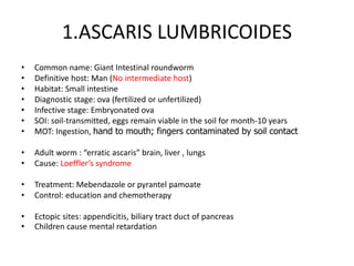 1.ASCARIS LUMBRICOIDES
• Common name: Giant Intestinal roundworm
• Definitive host: Man (No intermediate host)
• Habitat: Small intestine
• Diagnostic stage: ova (fertilized or unfertilized)
• Infective stage: Embryonated ova
• SOI: soil-transmitted, eggs remain viable in the soil for month-10 years
• MOT: Ingestion, hand to mouth; fingers contaminated by soil contact
• Adult worm : “erratic ascaris” brain, liver , lungs
• Cause: Loeffler’s syndrome
• Treatment: Mebendazole or pyrantel pamoate
• Control: education and chemotherapy
• Ectopic sites: appendicitis, biliary tract duct of pancreas
• Children cause mental retardation
 