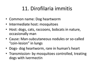11. Dirofilaria immitis
• Common name: Dog heartworm
• Intermediate host: mosquitoes
• Host: dogs, cats, raccoons, bobcats in nature,
occasionally man
• Cause: Man-subcutaneous nodules or so-called
“coin-lesion” in lungs
• Dogs- dog heartworm, rare in human’s heart
• Transmission- by mosquitoes controlled, treating
dogs with Ivermectin
 