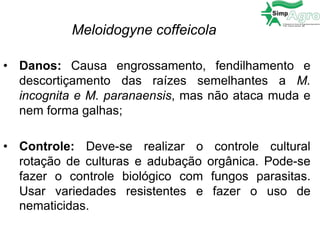 Meloidogyne coffeicola
• Danos: Causa engrossamento, fendilhamento e
descortiçamento das raízes semelhantes a M.
incognita e M. paranaensis, mas não ataca muda e
nem forma galhas;
• Controle: Deve-se realizar o controle cultural
rotação de culturas e adubação orgânica. Pode-se
fazer o controle biológico com fungos parasitas.
Usar variedades resistentes e fazer o uso de
nematicidas.
 