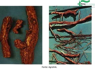 Fonte: Agrolink.
 