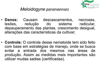 Meloidogyne paranaenses
• Danos: Causam descascamentos, necroses,
lesões, redução do sistema radicular,
depauperamento das plantas, crescimento desigual,
alterações das características da cultivar;
• Controle: O controle desse nematoide tem sido feito
com base em estratégias de manejo, onde se busca
evitar a entrada dos mesmos nas áreas de
produção. Assim as medidas mais importantes são
utilizar mudas sadias (certificadas).
 