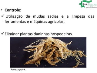 • Controle:
 Utilização de mudas sadias e a limpeza das
ferramentas e máquinas agrícolas;
Eliminar plantas daninhas hospedeiras.
Fonte: Agrolink.
 