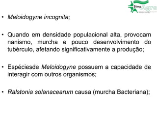 • Meloidogyne incognita;
• Quando em densidade populacional alta, provocam
nanismo, murcha e pouco desenvolvimento do
tubérculo, afetando significativamente a produção;
• Espéciesde Meloidogyne possuem a capacidade de
interagir com outros organismos;
• Ralstonia solanacearum causa (murcha Bacteriana);
 