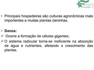 • Principais hospedeiras são culturas agronômicas mais
importantes e muitas plantas daninhas.
• Danos:
 Ocorre a formação de células gigantes;
 O sistema radicular torna-se ineficiente na absorção
de água e nutrientes, afetando o crescimento das
plantas.
 