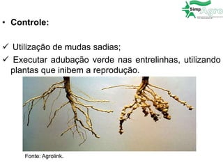 • Controle:
 Utilização de mudas sadias;
 Executar adubação verde nas entrelinhas, utilizando
plantas que inibem a reprodução.
Fonte: Agrolink.
 