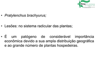 • Pratylenchus brachyurus;
• Lesões: no sistema radicular das plantas;
• É um patógeno de considerável importância
econômica devido a sua ampla distribuição geográfica
e ao grande número de plantas hospedeiras.
 