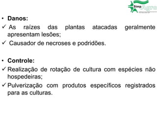 • Danos:
 As raízes das plantas atacadas geralmente
apresentam lesões;
 Causador de necroses e podridões.
• Controle:
 Realização de rotação de cultura com espécies não
hospedeiras;
 Pulverização com produtos específicos registrados
para as culturas.
 