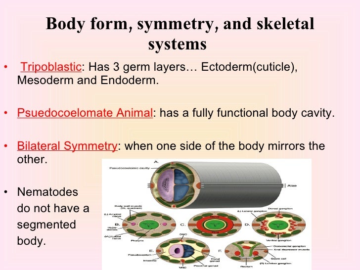 are nematodes segmented