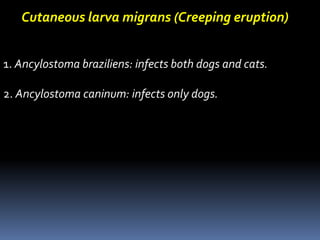Cutaneous larva migrans (Creeping eruption)
1. Ancylostoma braziliens: infects both dogs and cats.
2. Ancylostoma caninum: infects only dogs.
 