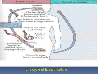 Life cycle of E. vermicularis
 
