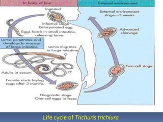 Life cycle of Trichuris trichiura
 