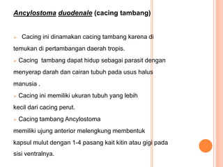Ancylostoma duodenale (cacing tambang)
 Cacing ini dinamakan cacing tambang karena di
temukan di pertambangan daerah tropis.
 Cacing tambang dapat hidup sebagai parasit dengan
menyerap darah dan cairan tubuh pada usus halus
manusia .
 Cacing ini memiliki ukuran tubuh yang lebih
kecil dari cacing perut.
 Cacing tambang Ancylostoma
memiliki ujung anterior melengkung membentuk
kapsul mulut dengan 1-4 pasang kait kitin atau gigi pada
sisi ventralnya.
 