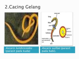 Ascaris lumbricoides
(parasit pada kuda)
Ascaris suillae (parasit
pada babi).
 