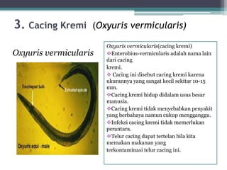 3. Cacing Kremi (Oxyuris vermicularis)
Oxyuris vermicularis(cacing kremi)
Enterobius-vermicularis adalah nama lain
dari cacing
kremi.
 Cacing ini disebut cacing kremi karena
ukurannya yang sangat kecil sekitar 10-15
mm.
Cacing kremi hidup didalam usus besar
manusia.
Cacing kremi tidak menyebabkan penyakit
yang berbahaya namun cukup mengganggu.
Infeksi cacing kremi tidak memerlukan
perantara.
Telur cacing dapat tertelan bila kita
memakan makanan yang
terkontaminasi telur cacing ini.
Oxyuris vermicularis
 