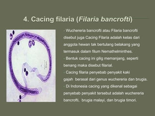  Wuchereria bancrofti atau Filaria bancrofti
disebut juga Cacing Filaria adalah kelas dari
anggota hewan tak bertulang belakang yang
termasuk dalam filum Nemathelminthes.
 Bentuk cacing ini gilig memanjang, seperti
benang maka disebut filarial.
 Cacing filaria penyebab penyakit kaki
gajah berasal dari genus wuchereria dan brugia.
 Di Indonesia cacing yang dikenal sebagai
penyebab penyakit tersebut adalah wuchereria
bancrofti, brugia malayi, dan brugia timori.
 