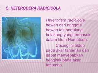 5. HETERODERA RADICICOLA
Heterodera radicicola
hewan dari anggota
hewan tak bertulang
belakang yang termasuk
dalam filum Nematoda.
Cacing ini hidup
pada akar tanaman dan
dapat menyebabkan
bengkak pada akar
tanaman.
 