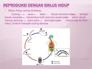 REPRODUKSI DENGAN SIKLUS HIDUP
1. Siklus hidup cacing tambang :
Cacing usus telur keluar bersama feses tempat
becek menetas menembus kulit manusia (pada kaki) aliran darah,
menuju jantung paru-paru kerongkongan masuk lagi ke usus
halus, tumbuh menjadi cacing dewasa.
 