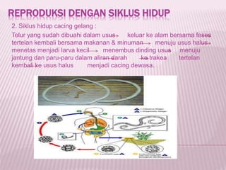 REPRODUKSI DENGAN SIKLUS HIDUP
2. Siklus hidup cacing gelang :
Telur yang sudah dibuahi dalam usus keluar ke alam bersama feses
tertelan kembali bersama makanan & minuman menuju usus halus
menetas menjadi larva kecil menembus dinding usus menuju
jantung dan paru-paru dalam aliran darah ke trakea tertelan
kembali ke usus halus menjadi cacing dewasa.
 