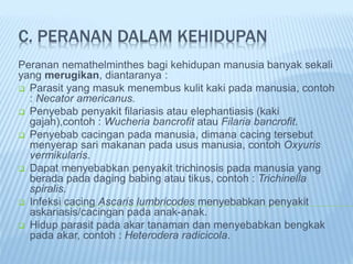 C. PERANAN DALAM KEHIDUPAN
Peranan nemathelminthes bagi kehidupan manusia banyak sekali
yang merugikan, diantaranya :
 Parasit yang masuk menembus kulit kaki pada manusia, contoh
: Necator americanus.
 Penyebab penyakit filariasis atau elephantiasis (kaki
gajah),contoh : Wucheria bancrofit atau Filaria bancrofit.
 Penyebab cacingan pada manusia, dimana cacing tersebut
menyerap sari makanan pada usus manusia, contoh Oxyuris
vermikularis.
 Dapat menyebabkan penyakit trichinosis pada manusia yang
berada pada daging babing atau tikus, contoh : Trichinella
spiralis.
 Infeksi cacing Ascaris lumbricodes menyebabkan penyakit
askariasis/cacingan pada anak-anak.
 Hidup parasit pada akar tanaman dan menyebabkan bengkak
pada akar, contoh : Heterodera radicicola.
 