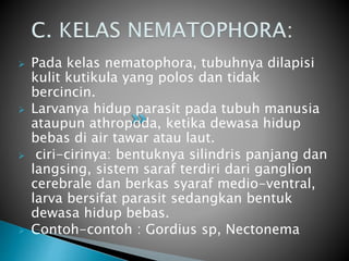  Pada kelas nematophora, tubuhnya dilapisi
kulit kutikula yang polos dan tidak
bercincin.
 Larvanya hidup parasit pada tubuh manusia
ataupun athropoda, ketika dewasa hidup
bebas di air tawar atau laut.
 ciri-cirinya: bentuknya silindris panjang dan
langsing, sistem saraf terdiri dari ganglion
cerebrale dan berkas syaraf medio-ventral,
larva bersifat parasit sedangkan bentuk
dewasa hidup bebas.
 Contoh-contoh : Gordius sp, Nectonema
 