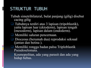 STRUKTUR TUBUH
Tubuh simetribilateral, bulat panjang (gilig) disebut
cacing gilig
 Tubuhnya terdiri atas 3 lapisan (tripoblastik),
yaitu lapisan luar (ektoderm), lapisan tengah
(mesoderm), lapisan dalam (endoderm).
 Memiliki saluran pencernaan.
 Dioceous (berumah dua) reproduksi seksual
(jantan dan betina ).
 Memiliki rongga badan palsu Triploblastik
Pseudoselomata.
Kosmopolitan, ada yang parasit dan ada yang
hidup bebas.
 