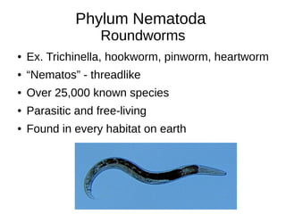 Phylum Nematoda
Roundworms
● Ex. Trichinella, hookworm, pinworm, heartworm
● “Nematos” - threadlike
● Over 25,000 known species
● Parasitic and free-living
● Found in every habitat on earth
 