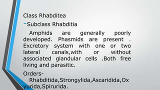 Class Rhabditea
-Subclass Rhabditia
Amphids are generally poorly
developed. Phasmids are present .
Excretory system with one or two
lateral canals,with or without
associated glandular cells .Both free
living and parasitic.
Orders-
Rhabditida,Strongylida,Ascaridida,Ox
yurida,Spirurida.
 