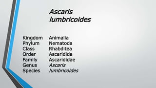 Kingdom
Phylum
Class
Order
Family
Genus
Species
Animalia
Nematoda
Rhabditea
Ascaridida
Ascarididae
Ascaris
lumbricoides
Ascaris
lumbricoides
 