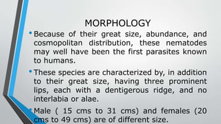 MORPHOLOGY
•Because of their great size, abundance, and
cosmopolitan distribution, these nematodes
may well have been the first parasites known
to humans.
•These species are characterized by, in addition
to their great size, having three prominent
lips, each with a dentigerous ridge, and no
interlabia or alae.
•Male ( 15 cms to 31 cms) and females (20
cms to 49 cms) are of different size.
 