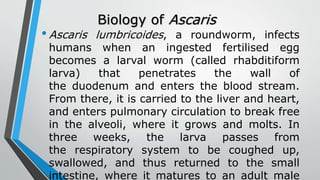 Biology of Ascaris
•Ascaris lumbricoides, a roundworm, infects
humans when an ingested fertilised egg
becomes a larval worm (called rhabditiform
larva) that penetrates the wall of
the duodenum and enters the blood stream.
From there, it is carried to the liver and heart,
and enters pulmonary circulation to break free
in the alveoli, where it grows and molts. In
three weeks, the larva passes from
the respiratory system to be coughed up,
swallowed, and thus returned to the small
intestine, where it matures to an adult male
 