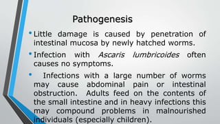 Pathogenesis
•Little damage is caused by penetration of
intestinal mucosa by newly hatched worms.
•Infection with Ascaris lumbricoides often
causes no symptoms.
• Infections with a large number of worms
may cause abdominal pain or intestinal
obstruction. Adults feed on the contents of
the small intestine and in heavy infections this
may compound problems in malnourished
individuals (especially children).
 