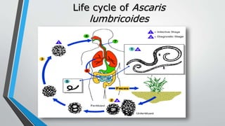 Life cycle of Ascaris
lumbricoides
 