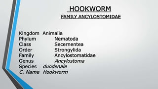 HOOKWORM
FAMILY ANCYLOSTOMIDAE
Kingdom Animalia
Phylum Nematoda
Class Secernentea
Order Strongylida
Family Ancylostomatidae
Genus Ancylostoma
Species duodenale
C. Name Hookworm
 